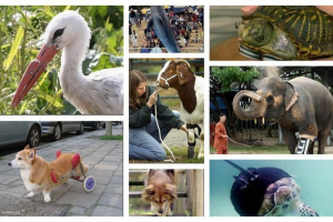 Proteze za životinje: kako pomoći našim manjim braće? Proteze za životinje: kako pomoći našim manjim braće?